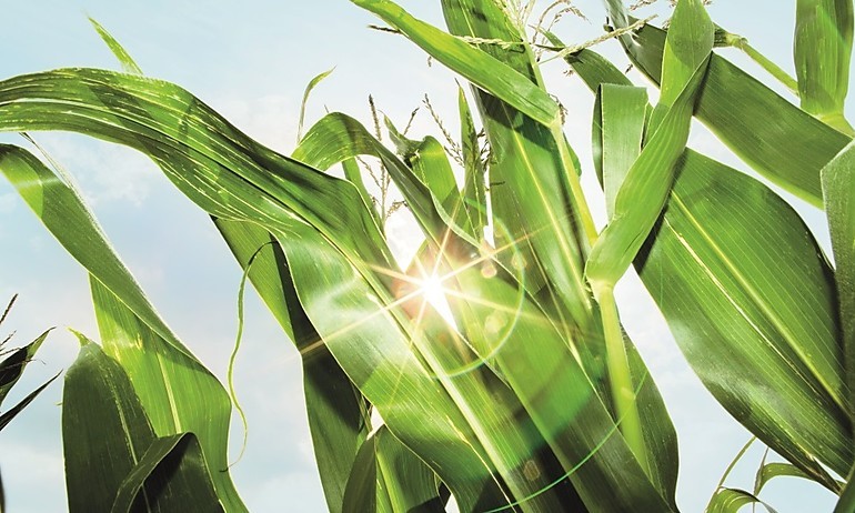 Greenline Küchen von Rotpunkt. Möbel aus schnell nachwachsenden Rohstoffen schonen die Umwelt